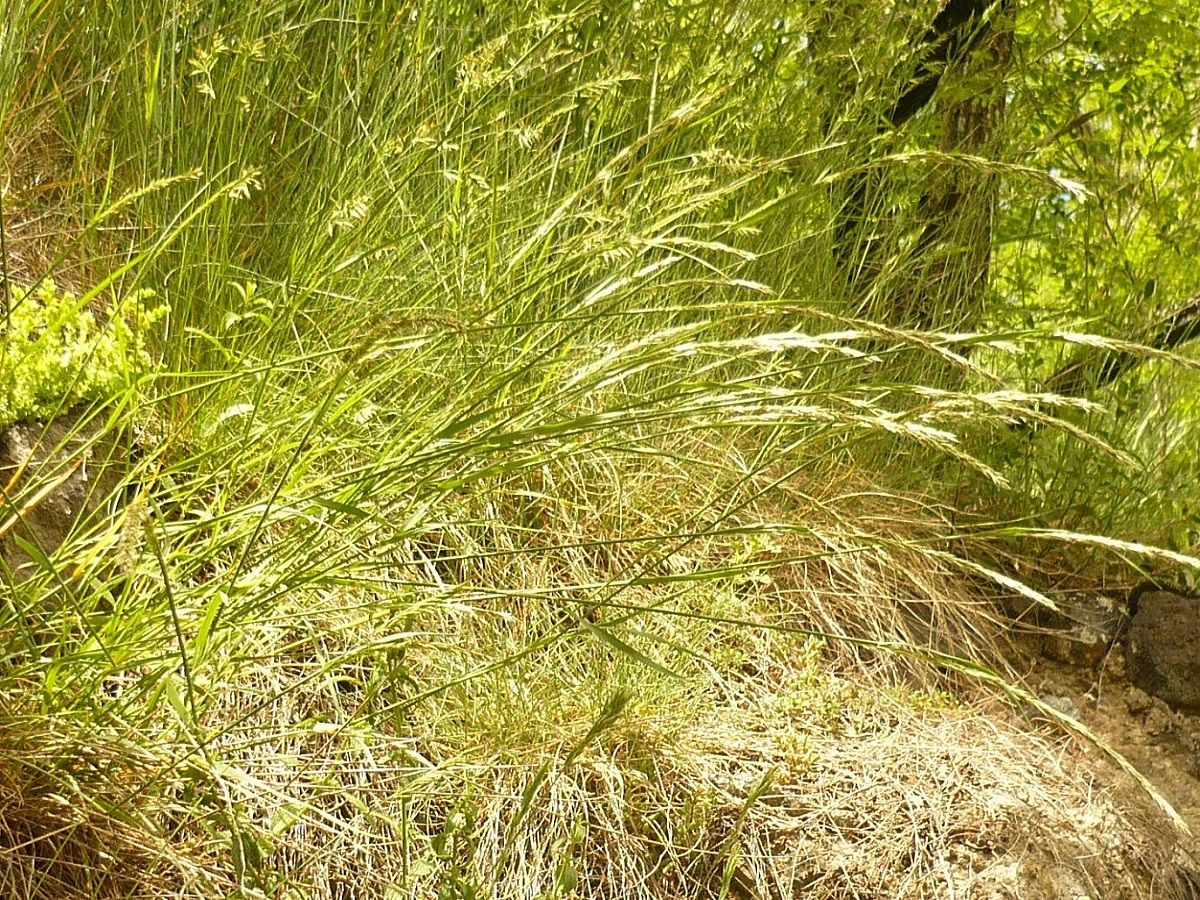 Melica ciliata subsp. ciliata (Poaceae)
